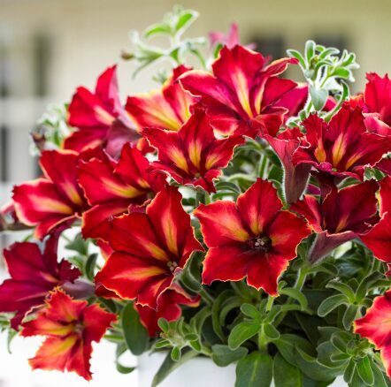 Petūnija 'Mandeville' (pieejams no jūnija)